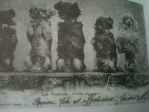 French troupe of dogs performing