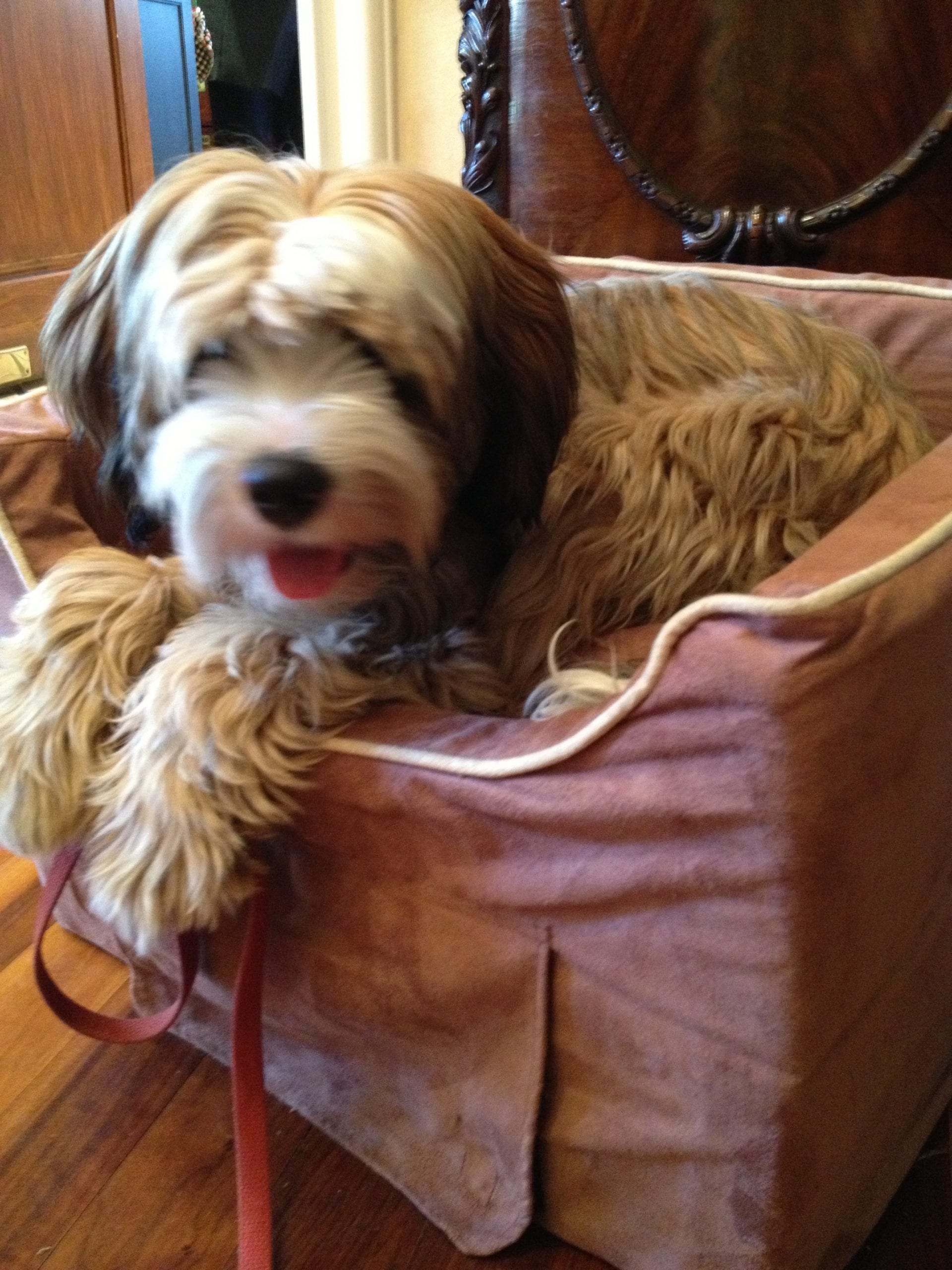 Big Dog On Chair | NYC Dog Trainer Services & Dog Wellness | Dog Training in Manhattan