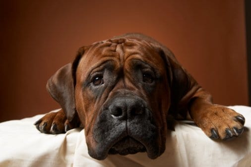 NYC Dog Trainer Services & Dog Wellness | sad dog laying down
