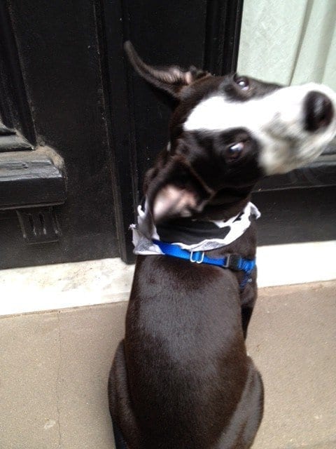 Gus Sitting Perfecty Before Entering | NYC Dog Trainer Services & Dog Wellness | Dog Training in Manhattan