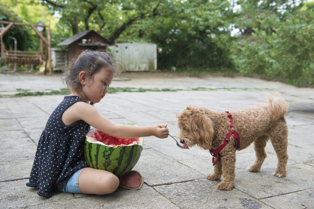 Manhattan Dog Trainer | Dog Relations NYC | Kid feeding watermelon to her dog