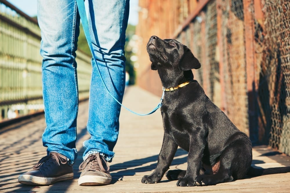 NYC Dog Trainer | Dog Relations | Teaching your puppy practical manners