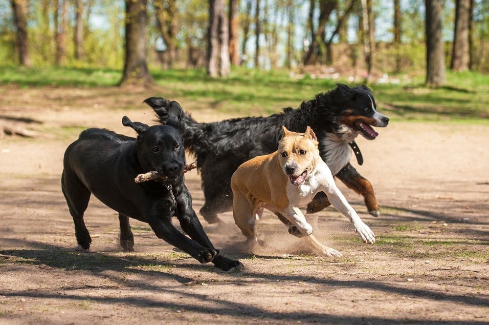 NYC Dog Trainer Services & Dog Wellness | Forced socialization and bite inhibition