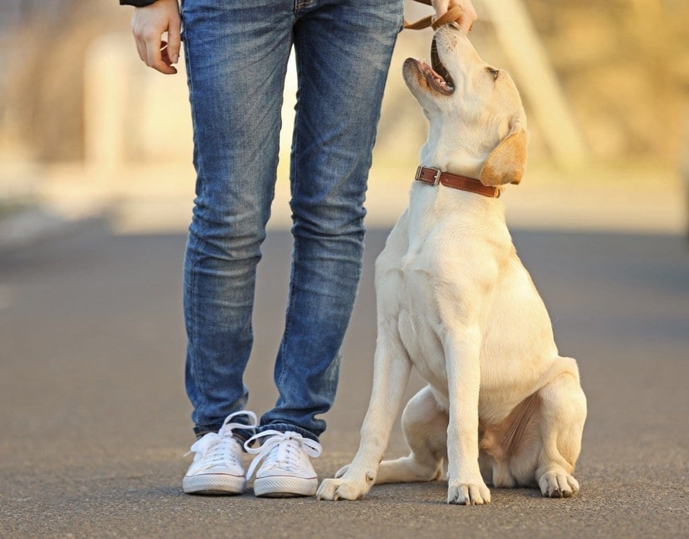 NYC Dog Trainer Services & Dog Wellness | Reward Based Training