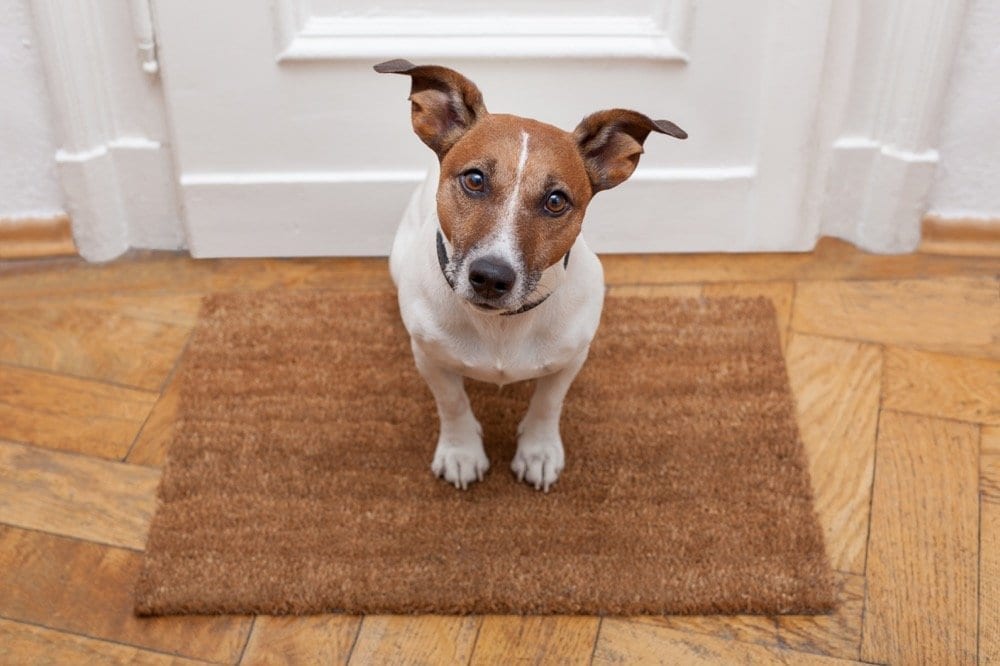 NYC Dog Trainer | Dog Relations | Happy dog waiting to greet visitors