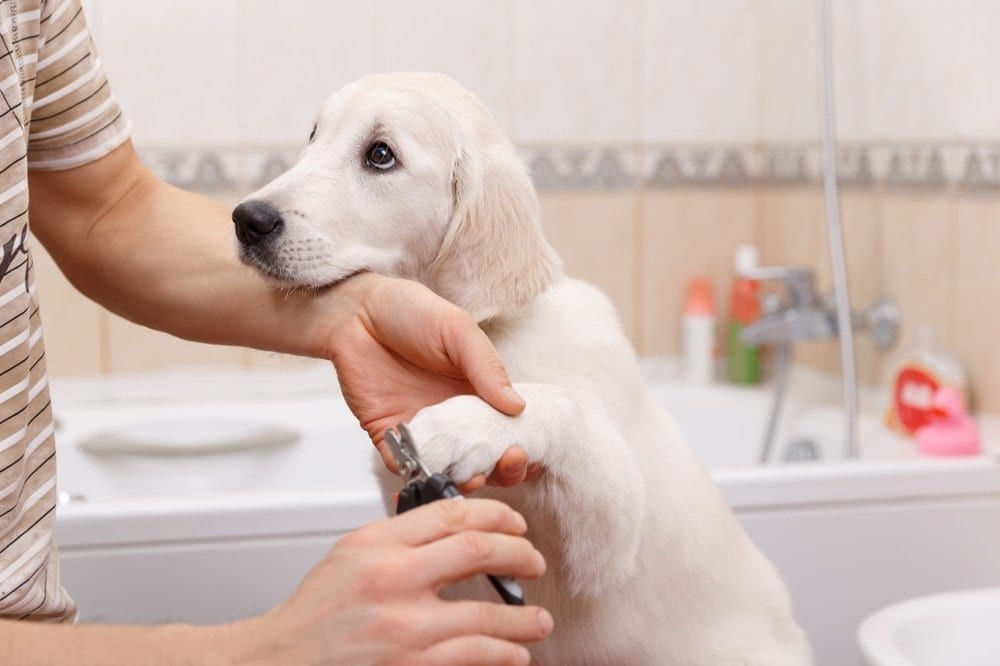 NYC Dog Trainer Services & Dog Wellness | dog getting toenails clipped