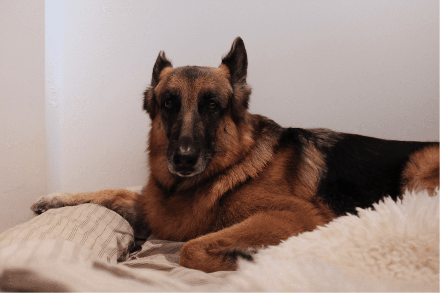 dog training obedience positive reinforcement encouragement Elisabeth weiss dog relations