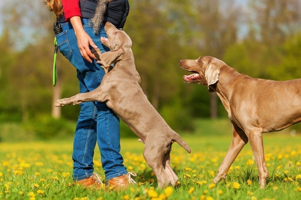 Dogs jumping and playing | NYC Dog Trainer | Dog Relations NYC