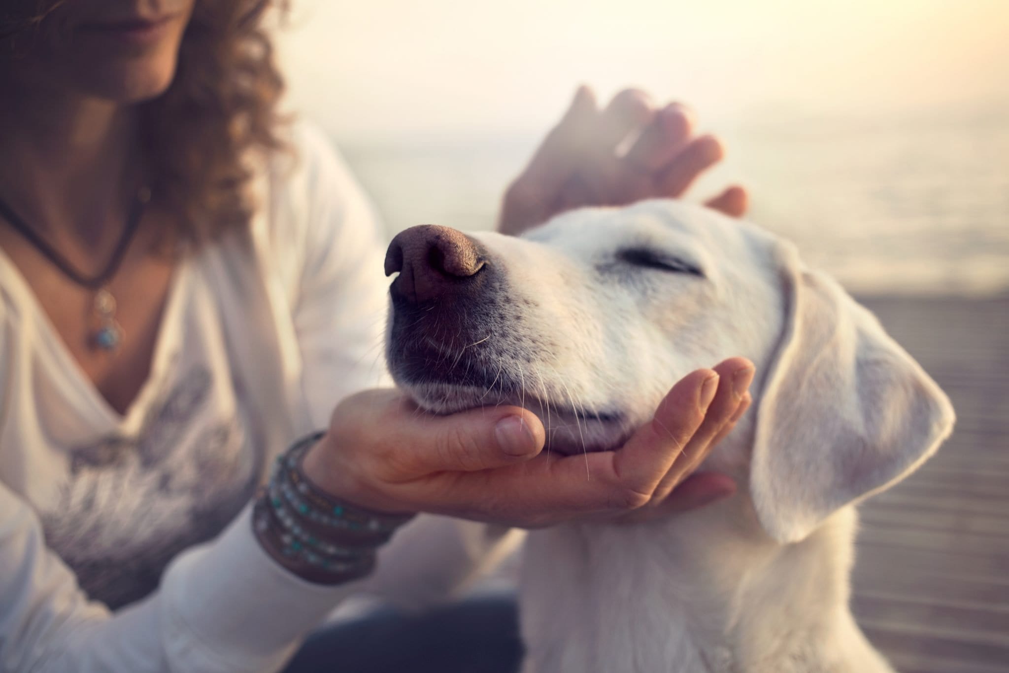 NYC Dog Trainer Services & Dog Wellness | understanding reinforcement