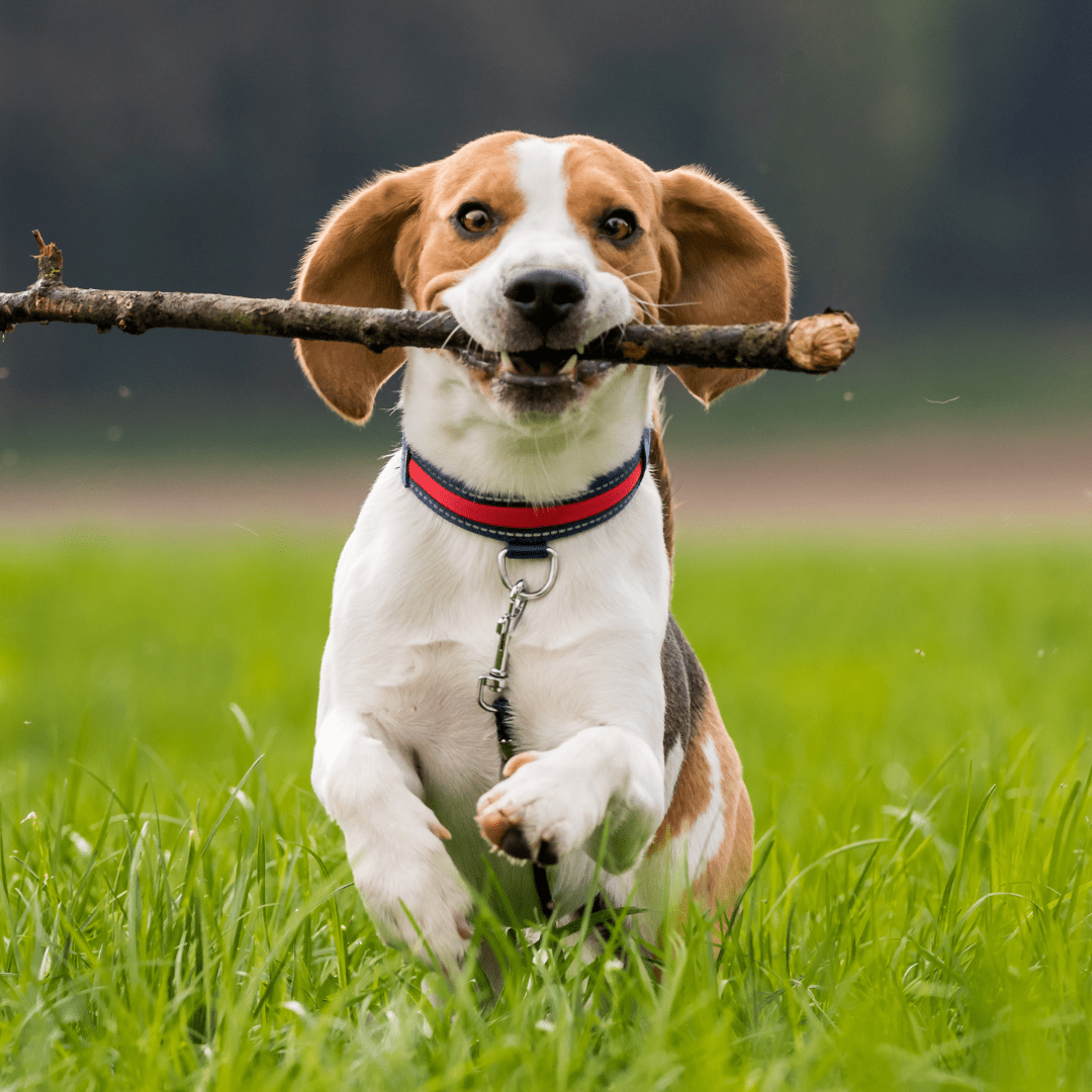 dog running to owner with stick