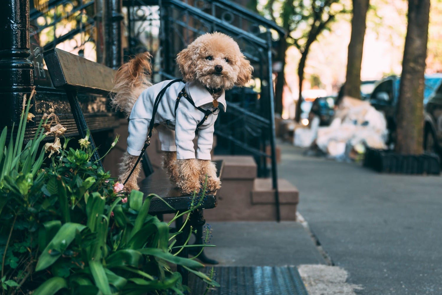 Puppy training | Pup sitting on bench | Dog Relations NYC