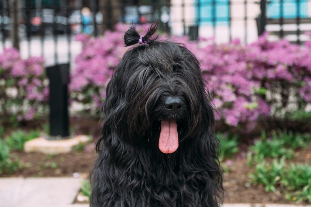 Zeldi with a lovely hairstyle | NYC Dog Trainer Elisabeth Weiss Dog Relations