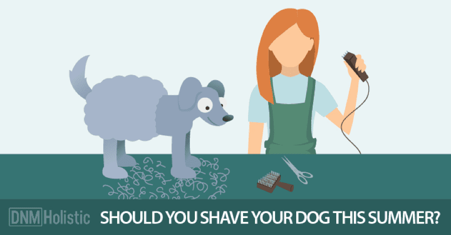Dogs Naturally | Should You Shave Your Dog This Summer? | Dog Relations NYC