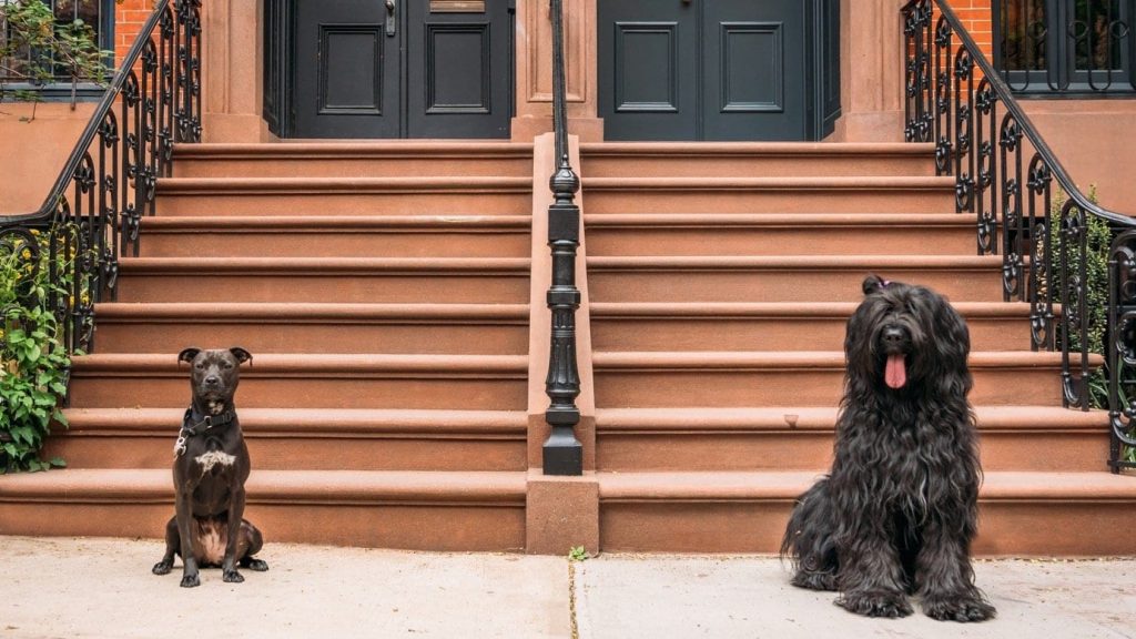 Dog training tips: managing behavior | two dogs sitting on townhome steps | Dog Relations NYC