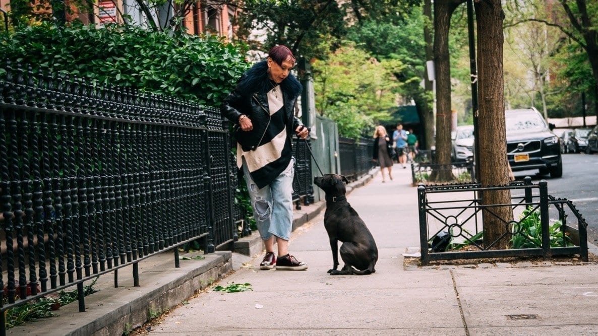 NYC dog training with Elisabeth Weiss