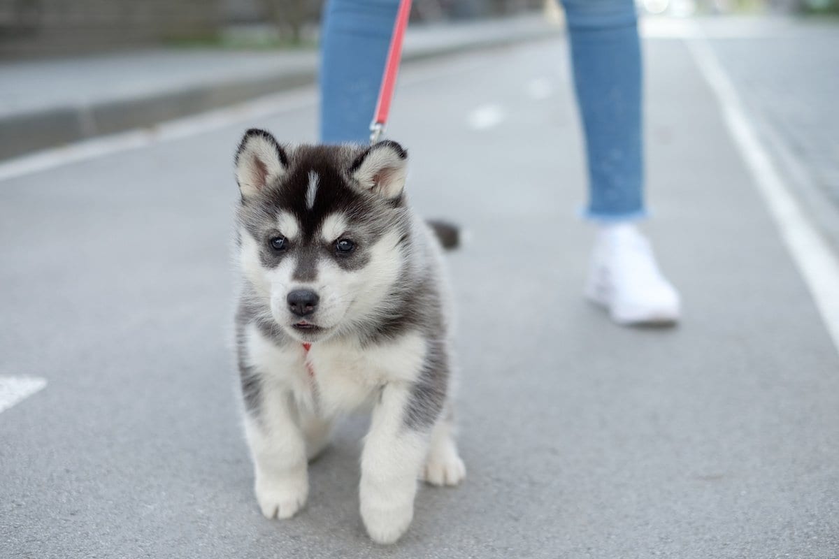 Dog Relations NYC Trainer | Little husky puppy runs on a leash on the road