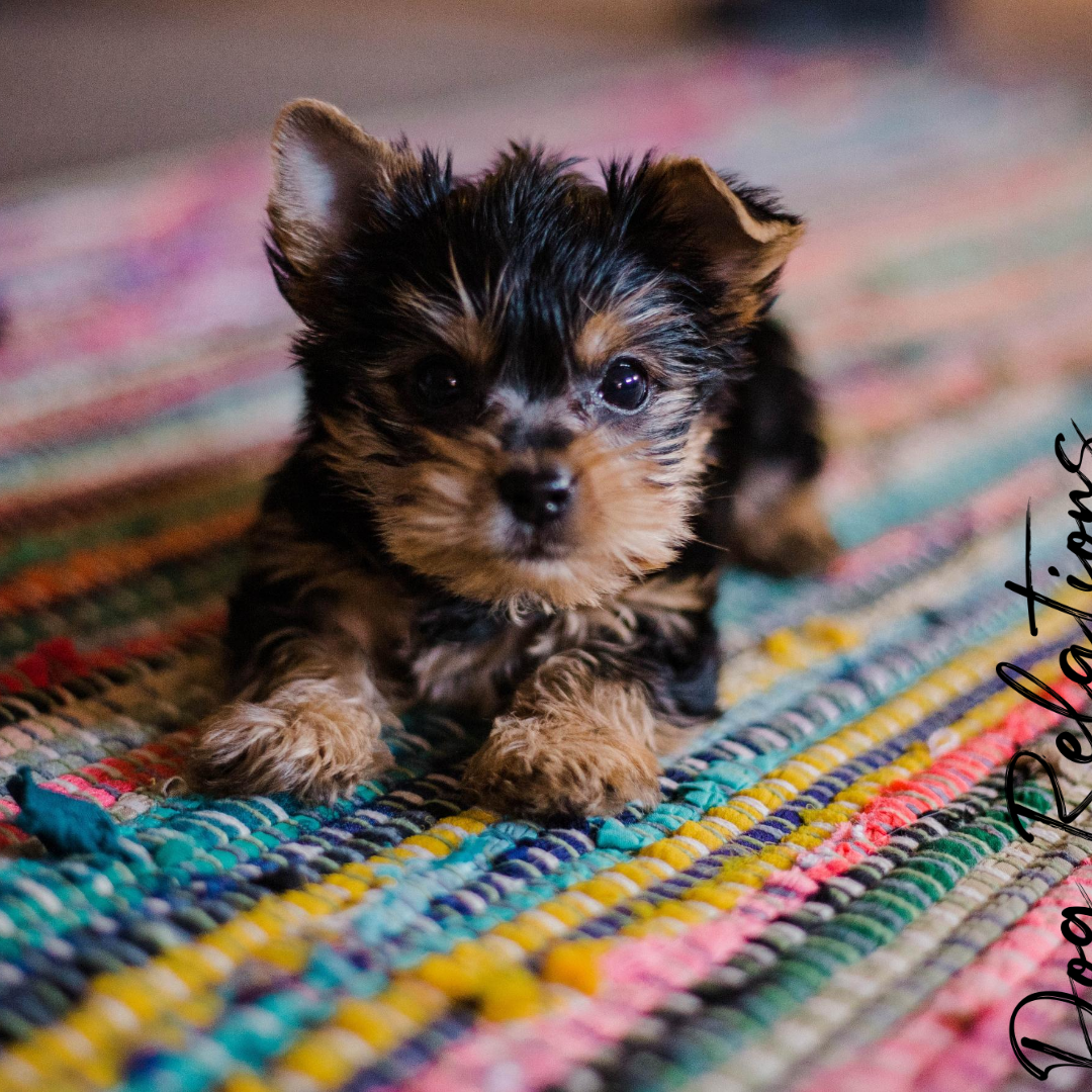 Puppy Training Puppy Training at Dog Relations NYC