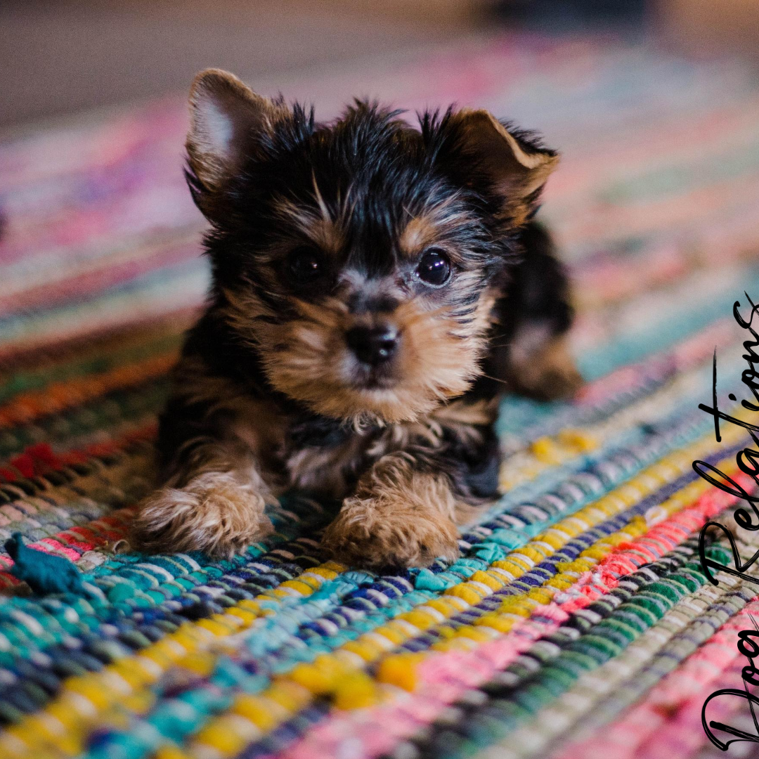 Puppy Training at Dog Relations NYC