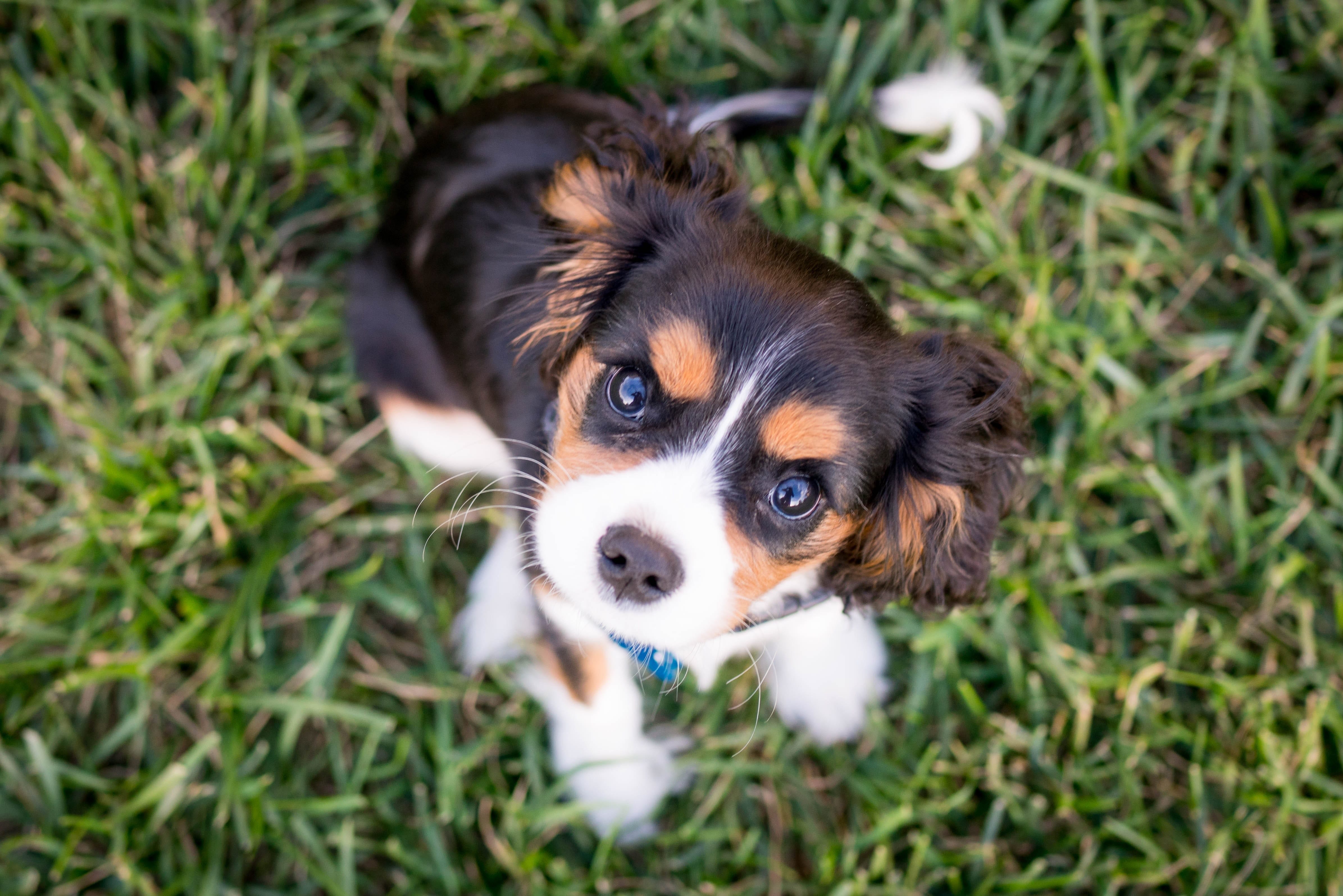 Puppy Training at Dog Relations NYC