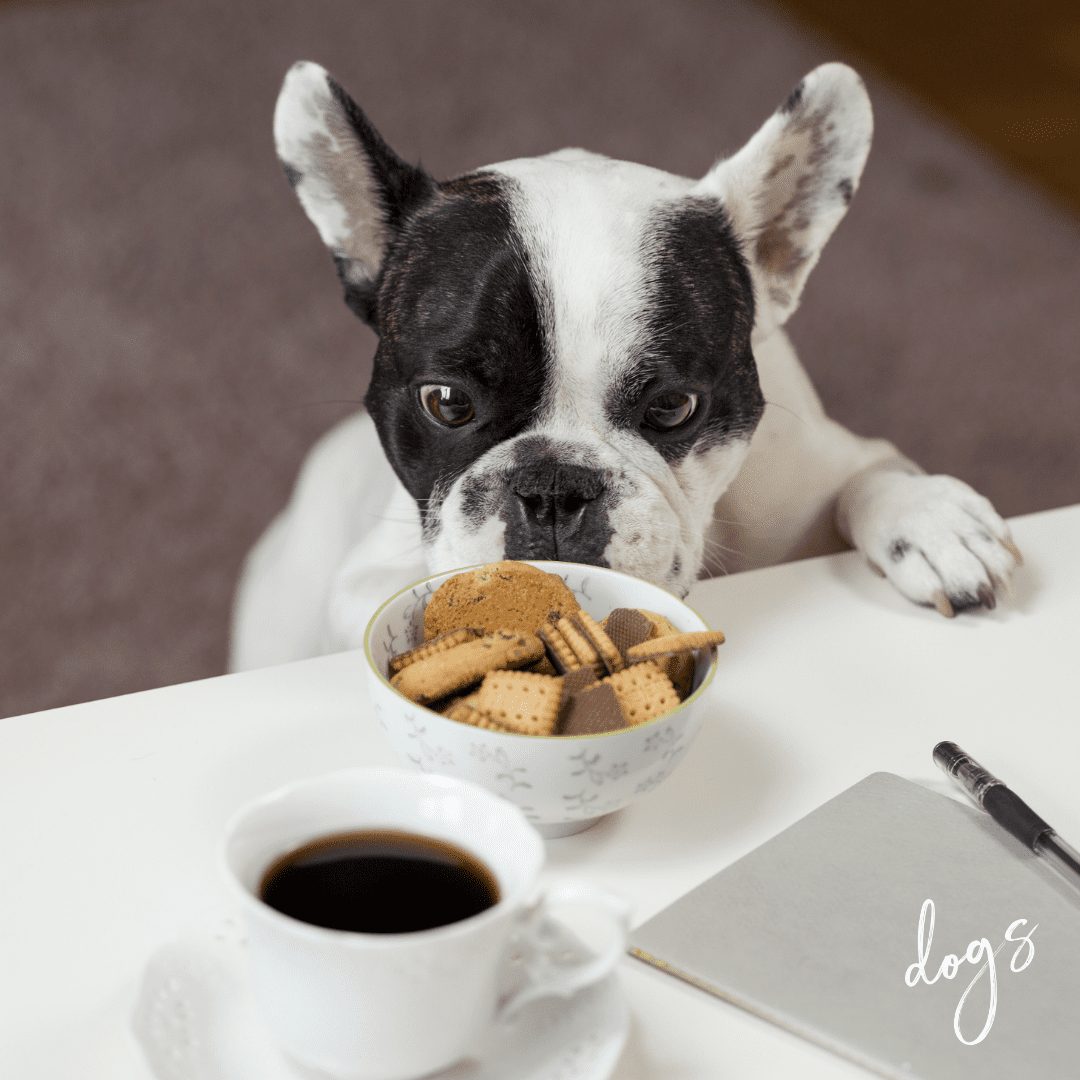 Dog looking at treats