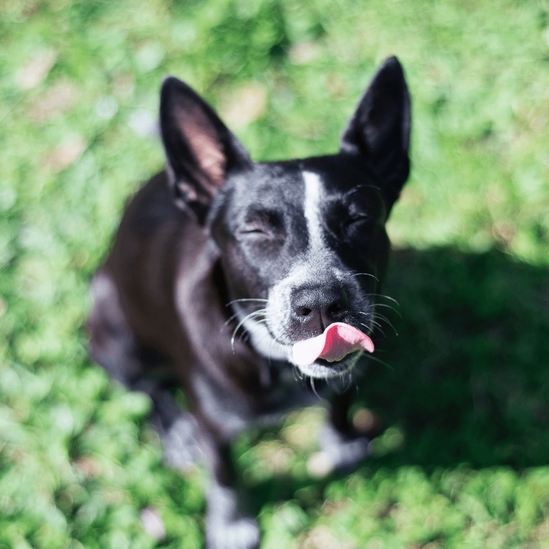 Happy dog licking its lips after teaching session