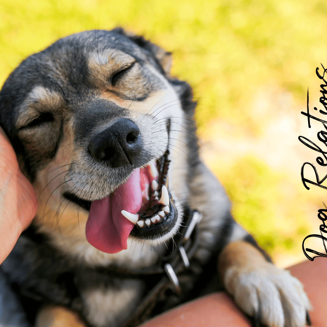 Happy dog getting pets