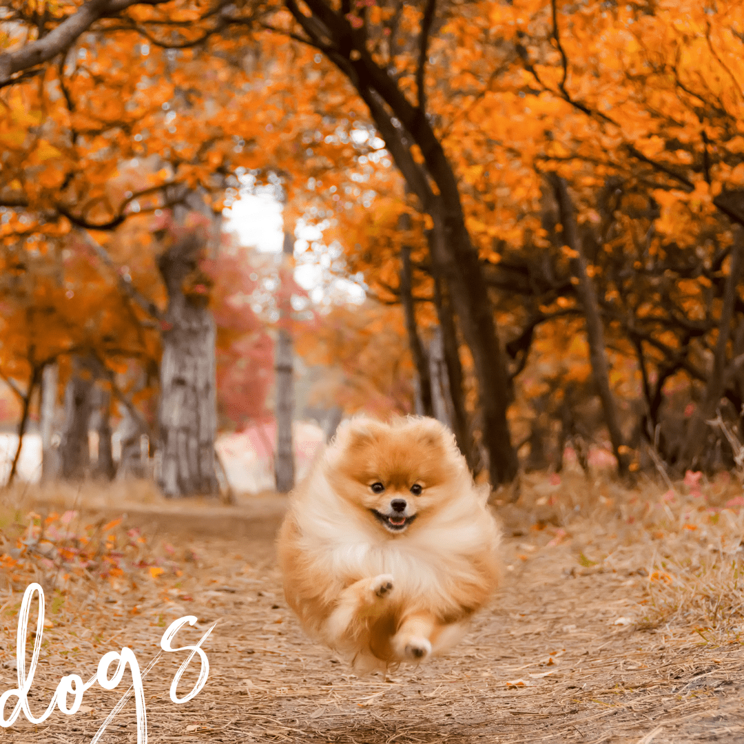 Puppy enjoying the choice and control of running to owner