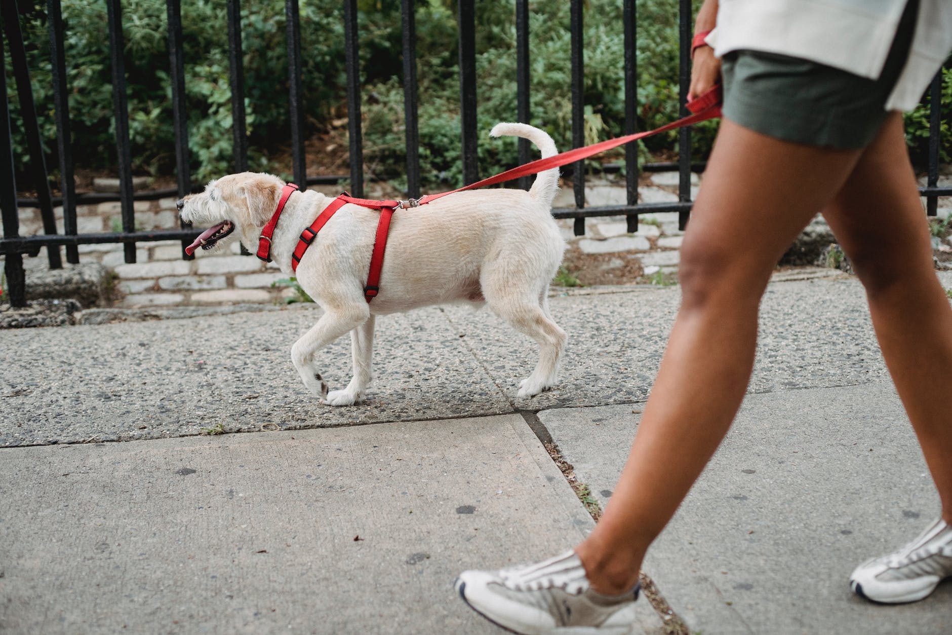 crop ethnic woman walking dog