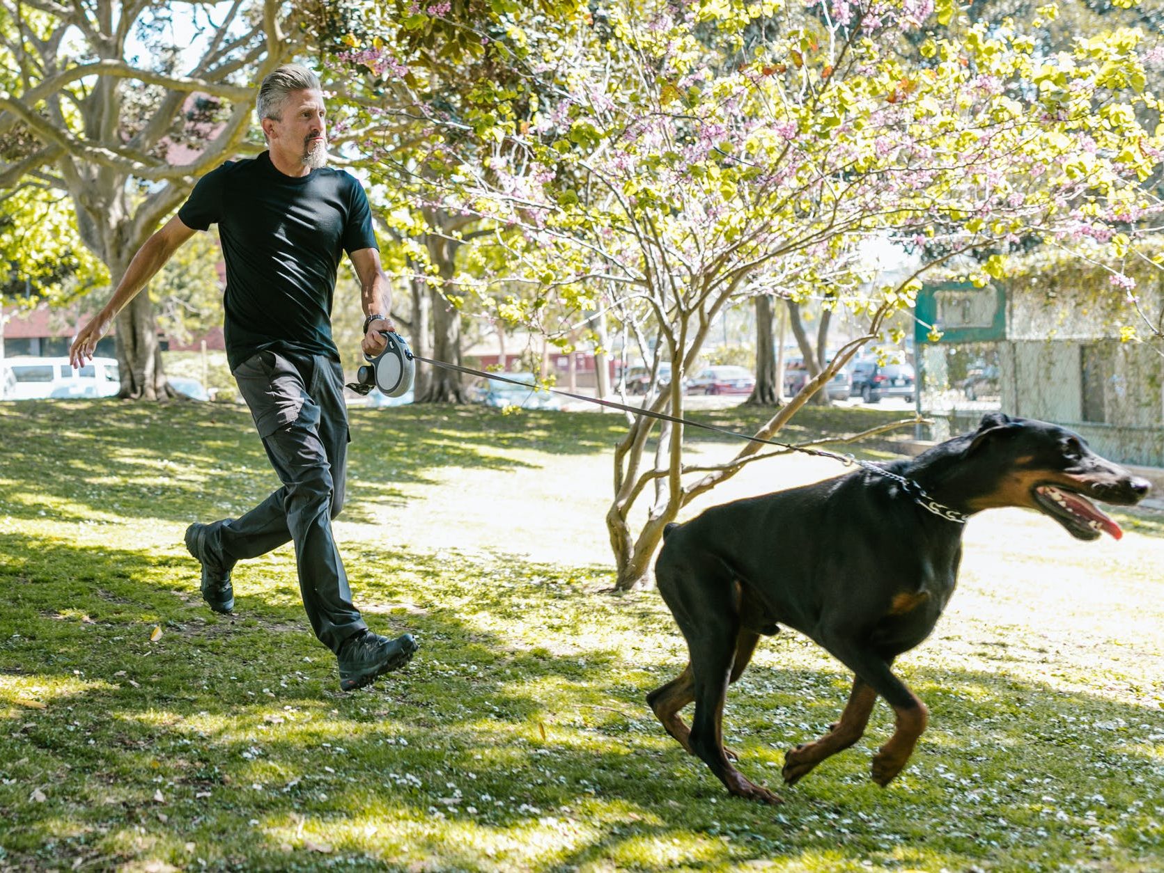 Photo showing difference of dog pulling on collar versus harness