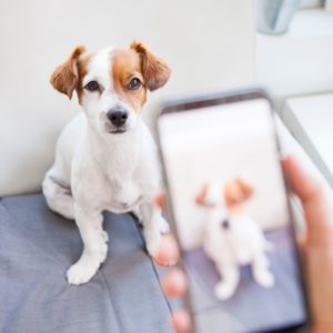 15 minute online check-in dog training questions dog on phone
