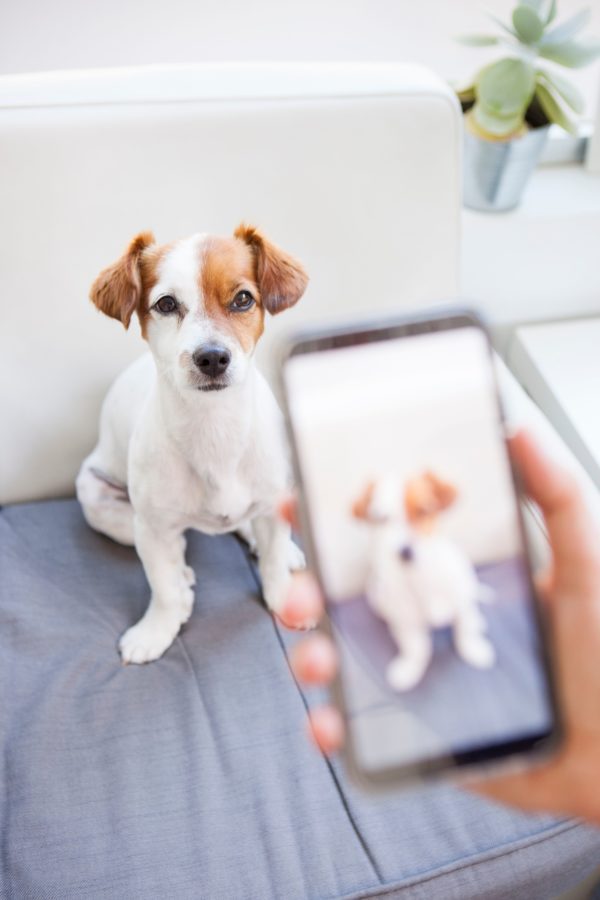 15 minute online check-in dog training questions dog on phone